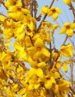 Forsythia intermedia ‘Goldrausch’-Chinees klokje 30-40 C3