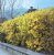 Forsythia intermedia 'Goldrausch' 30/40 C3 Forsythia intermedia ‘Goldrausch’-Chinees klokje 30-40 C3