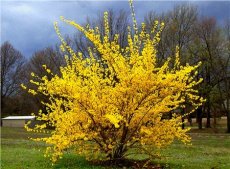 Forsythia intermedia ‘Lynwood’-Chinees klokje  50-60  C