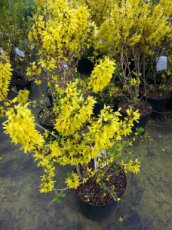 Forsythia intermedia ‘Spectabilis’ - Chinees klokje 50-60 C