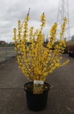 Forsythia intermedia 'Week-end'® 100/125 C10 Forsythia intermedia 'Week-end'® 100-125  C10