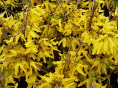 Forsythia Marée d’Or® (‘Courtasol’) - Chinees klokje 25-30 C