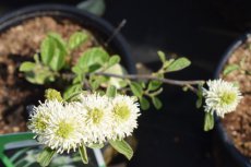 Fothergilla major(=Monticola) - Lampenpoetserstruik 30-40 C