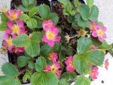 Fragaria vesca 'Rosea' | Roze bloeiende bosaardbei 15 P9