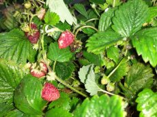 Fragaria x ananassa 'Elan' | Doordragende aardbei 10 P9