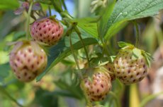 Fragaria x ananassa 'Pineberry' | Ananas Aardbei 10 C1