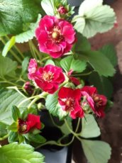 Fragaria x ananassa 'Summer Breeze Rose' | Rozerode-bloeiende aardbei  P11