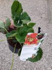 Fragaria x ananassa 'Temptation' | Doordragende aardbei 15 C1.5