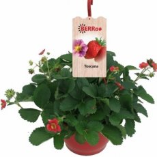 Fragaria x ananassa 'Toscana' Ø 25 cm Fragaria x ananassa 'Toscana' - hangpot | Roze-bloeiende aardbei 15 P11