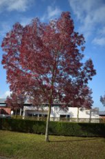 Fraxinus ornus ‘Meczek’ 8/10 HO PLUIMES-BLOEMES