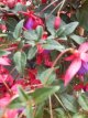 Fuchsia mag.'Mrs.Popple' - stam 30+ C Fuchsia magellanica 'Mrs.Popple' - Stam 25+ | Bellenplant 35-40 C