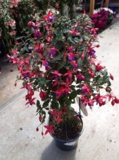 Fuchsia magellanica 'Mrs.Popple' - Stam 25+ | Bellenplant 35-40 C