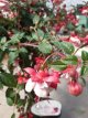 Fuchsia 'Swingtime' - stam 30+ C Fuchsia 'Swingtime' - Stam 25+ | Bellenplant 35-40 C