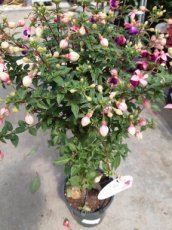 Fuchsia 'Tom Thumb' - Stam 25+ | Bellenplant 35-40 C