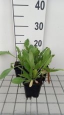 Gaillardia 'Maxima Aurea' | Kokardebloem 30 P9