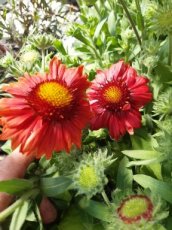 Gaillardia arizona 'Red Shades' | Kokardebloem 30 P9