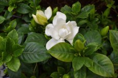 Gardenia jasminoides 'Double Diamonds'('Leefour'PBR) | Kaapse Jasmijn 20-25 C2