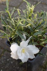 Gardenia jasminoides 'Golden Crown' | Kaapse Jasmijn 20-25 C2