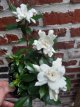 Gardenia jas. 'Crown Jewel' 20/25 C3 Gardenia jasminoides 'Crown Jewel'  | Kaapse jasmijn 20-25 C3