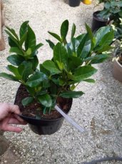 Gardenia jasminoides 'Crown Jewel'  | Kaapse jasmijn 20-25 C3