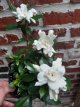 Gardenia jas. 'Crown Jewel' - 6 st. Gardenia jasminoides 'Crown Jewel' - 6 st. | Kaapse jasmijn 15-20 P11