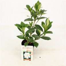 Gardenia jasminoides 'Crown Jewel' - 6 st. | Kaapse jasmijn 15-20 P11