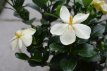 Gardenia jasminoides 'Kleim's Hardy' 20/25 C2 Gardenia jasminoides 'Kleim's Hardy' | Kaapse Jasmijn 20-25 C2
