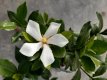 Gardenia 'Pinwheel' 20/25 C2 Gardenia jasminoides 'Pinwheel' | Kaapse Jasmijn 20-25 C2