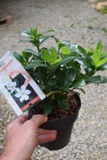 Gardenia jasminoides 'Pinwheel' | Kaapse Jasmijn 20-25 C2