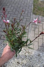 Gaura lindheimeri ‘Cherry Brandy’® | Prachtkaars 40 P9