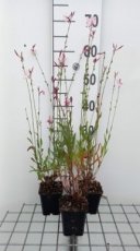 Gaura lindheimeri 'Flamingo Pink' | Prachtkaars 50 P9