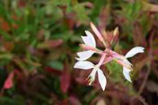 Gaura lindheimeri | Prachtkaars 100 P9