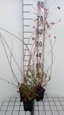 Gaura lindheimeri 'Geyser Pink' | Dwerg prachtkaars 30 P9