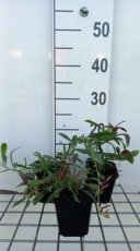 Gaura lindheimeri 'Rosy Jane®' | Prachtkaars 70 P9