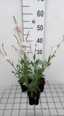 Gaura lindheimeri 'Short Form' | Prachtkaars 50 P9