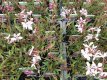 Gaura lindheimeri ‘Siskiyou Pink’® Gaura lindheimeri ‘Siskiyou Pink’® | Prachtkaars 70 P9