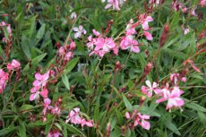 Gaura lindheimeri ‘Siskiyou Pink’® | Prachtkaars 70 P9