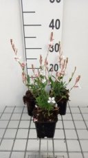 Gaura lindheimeri 'Snowstorm'® | Prachtkaars 40 P9