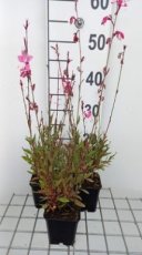 Gaura lindheimeri 'Tutti Frutti' | Prachtkaars 70 P9