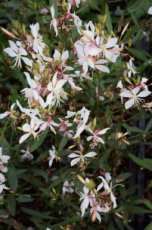 Gaura lindheimeri ‘Whirling Butterflies’ | Prachtkaars 80 P9