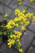 Genista tinctoria ‘Royal Gold’ 30/40 C Genista tinctoria ‘Royal Gold’-Brem 30-40  C