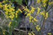 Genista tinctoria ‘Royal Gold’ 30/40 C Genista tinctoria ‘Royal Gold’-Brem 30-40  C