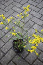 Genista tinctoria ‘Royal Gold’-Brem 30-40  C