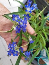 Gentiana dahurica | Siberische gentiaan 30 P9