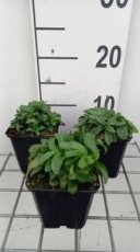 Gentiana septemfida 'Lagodechiana' | Gentiaan 15 P9