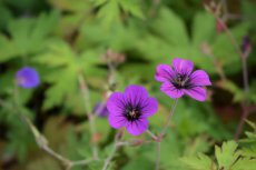 Geranium hybr. ‘Ann Folkard’ | Ooievaarsbek 50 P9