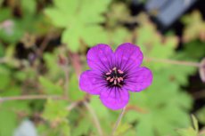 Geranium hybr. ‘Anne Thomson’ | Ooievaarsbek 50 P9