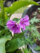 Geranium 'Blushing Turtle' Geranium hybr. 'Blushing Turtle' - Topbloeier! | Ooievaarsbek 35 P9