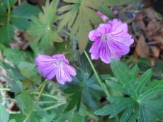 Geranium hybr. 'Blushing Turtle' - Topbloeier! | Ooievaarsbek 35 P9