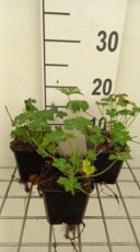 Geranium cantabrigiense 'Berggarten' | Ooievaarsbek 25 P9